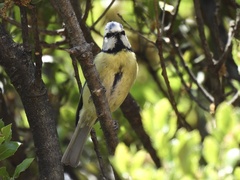 Cyanistes caeruleus calamensis