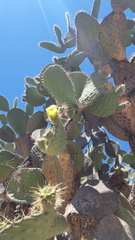 Opuntia durangensis