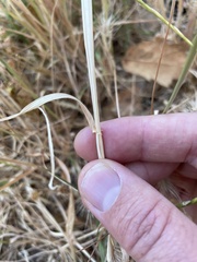 Hordeum murinum glaucum