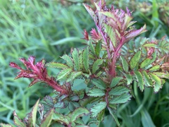 Rose rosette emaravirus