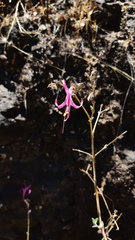 Anisacanthus puberulus