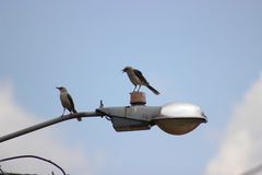 Mimus gilvus