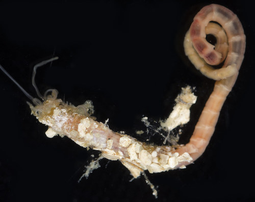 Representative image of Thelepus