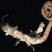 Tangleworms - Photo (c) Hakai Institute, some rights reserved (CC BY-NC), uploaded by Hakai Institute
