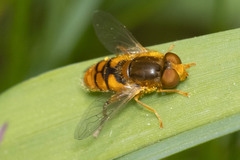 Parhelophilus obsoletus