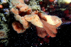 Axinellida