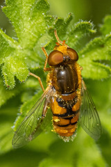 Parhelophilus obsoletus