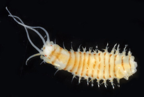 Representative image of Nothria