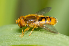 Parhelophilus obsoletus