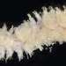 Lepidonotus spiculus - Photo (c) Hakai Institute, algunos derechos reservados (CC BY-NC), subido por Hakai Institute
