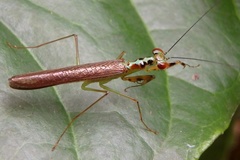 Hapalopezella maculata