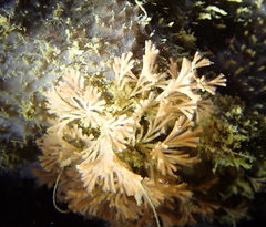 Bugulina