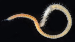 Syllis heterochaeta