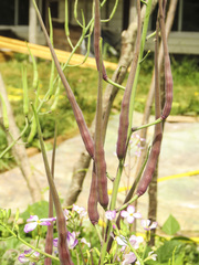 Raphanus sativus caudatus