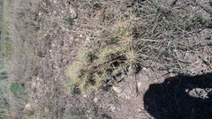 Cylindropuntia davisii