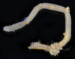 Prionospio steenstrupi