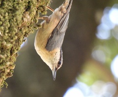 Sitta europaea caesia