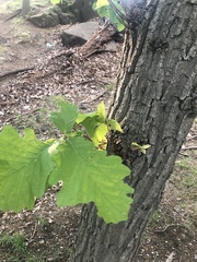 Quercus