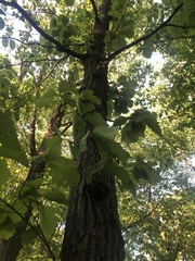 Quercus