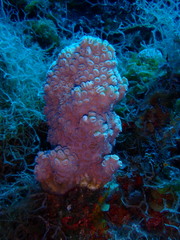 Dichocoenia stokesii