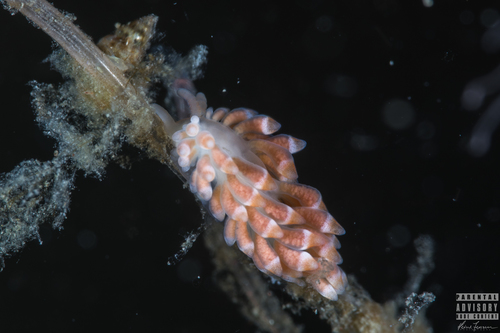 Catriona aurantia (Alder & Hancock, 1842)