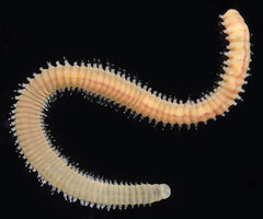 Arabella iricolor