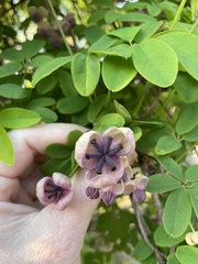 Akebia