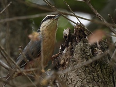 Sitta europaea caesia