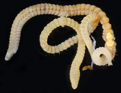 Arabella iricolor