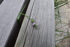Rostellularia procumbens