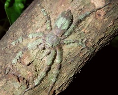 Pandercetes