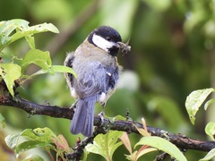 Parus major aphrodite