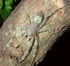 Pandercetes