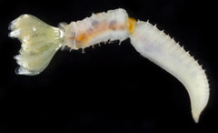 Paradialychone ecaudata