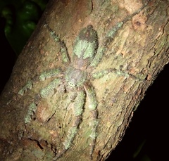 Pandercetes