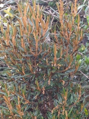 Miconia salicifolia