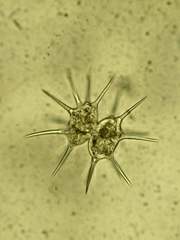 Octacanthium longispinum