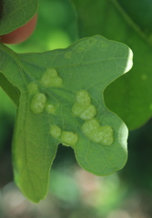 Neuroterus quercusirregularis