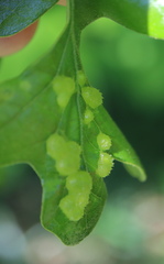 Neuroterus quercusirregularis