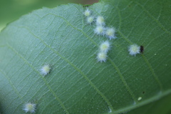 Caryomyia albipilosa