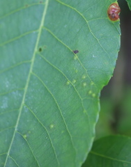 Caryomyia albipilosa