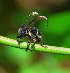 Tessarecphora arachnoides