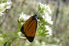 Paratype univitta