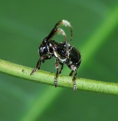 Tessarecphora arachnoides