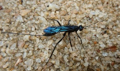Xorides caerulescens