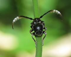 Tessarecphora arachnoides