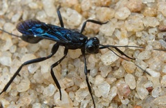 Xorides caerulescens