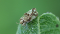 Corythucha juglandis