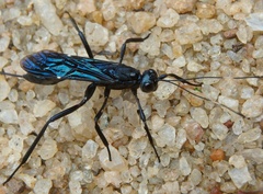 Xorides caerulescens