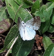 Lomographa semiclarata